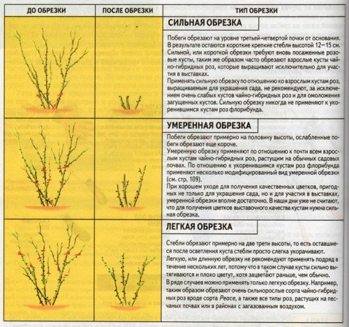 Типы обрезки роз