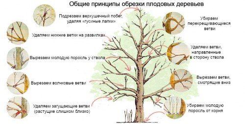 схема по обрезке деревьев