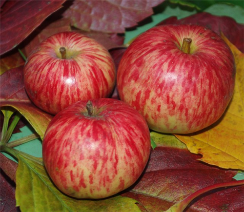 Сорванные яблоки с листьями на столе