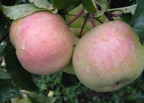 Яблоки Болотовское