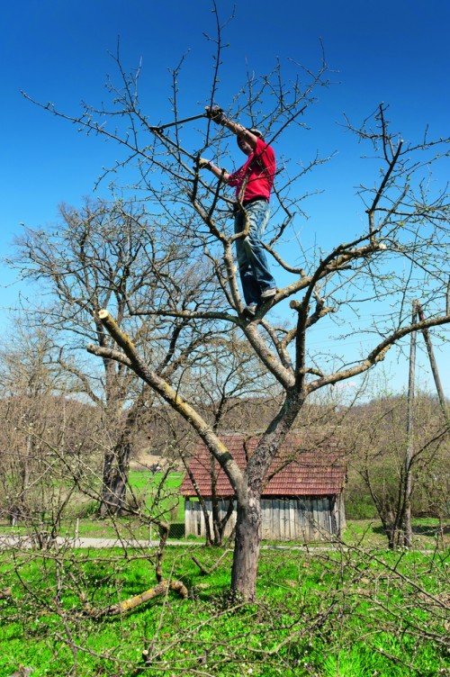 выполнение омолаживающей обрезки