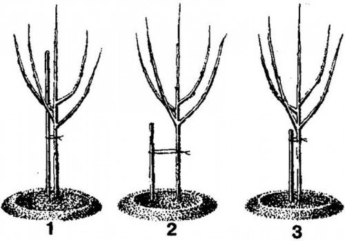 Схема подвязки саженца