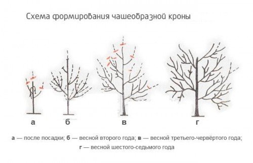 Чашеобразная крона