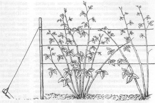 Подвязка малины к шпалере