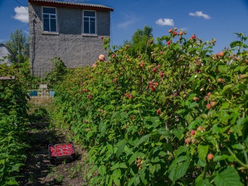 Посадки малиновых деревьев