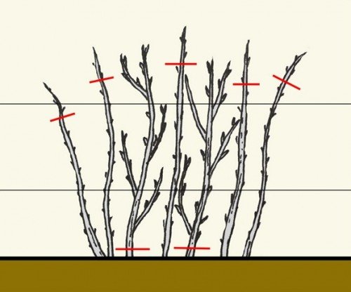 Схема обрезки малины
