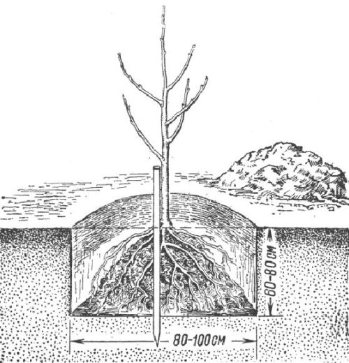 Схема посадки груши