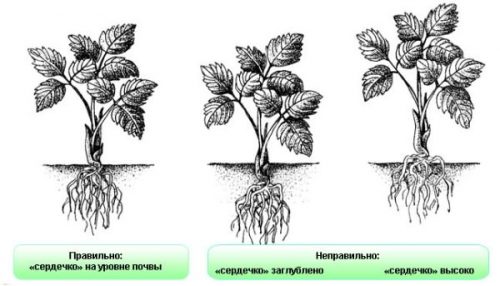 Глубина посадки клубники