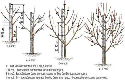 Схема формирования кроны груши