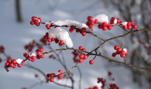 Падуб Мутовчатый Winter Red