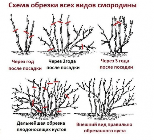 Схема обрезки йошты