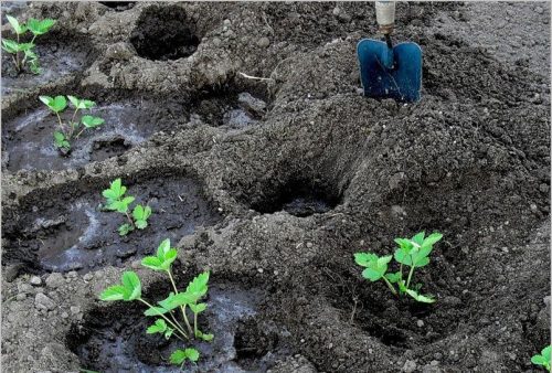 Полив клубничной рассады