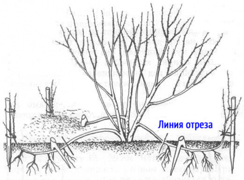 Размножение спиреи отводками