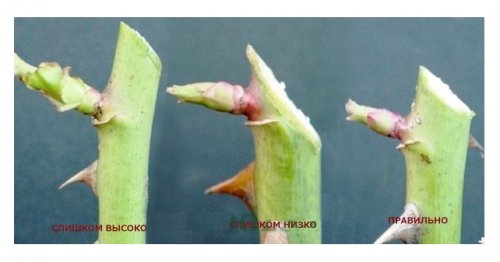 Правильный срез при обрезке розы