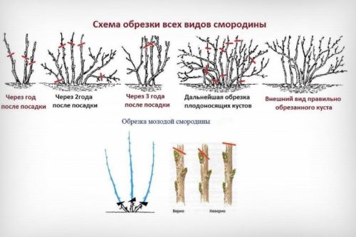 Схема обрезки всех видов смородины