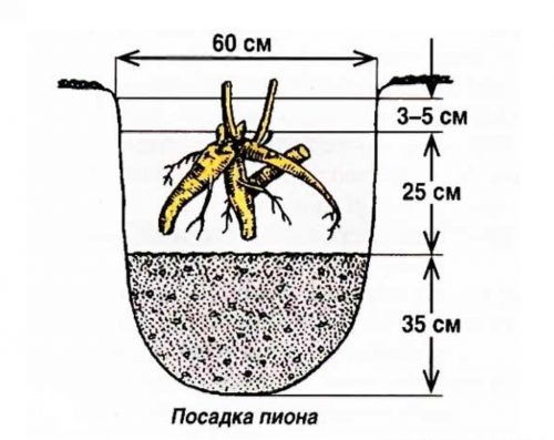 Схема посадки пионов осенью в открытый грунт