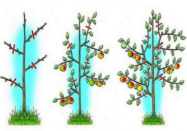 Обрезка плодовых деревьев весной как обрезать дерево правильно