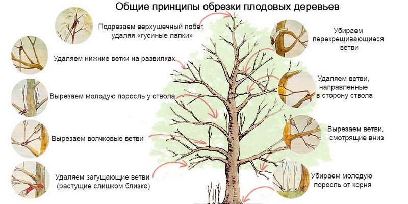 Обрезка деревьев весной для начинающих в картинках пошагово