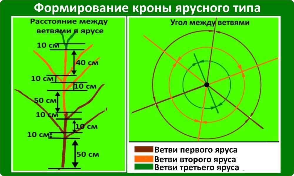 Обрезка деревьев весной для начинающих в картинках пошагово