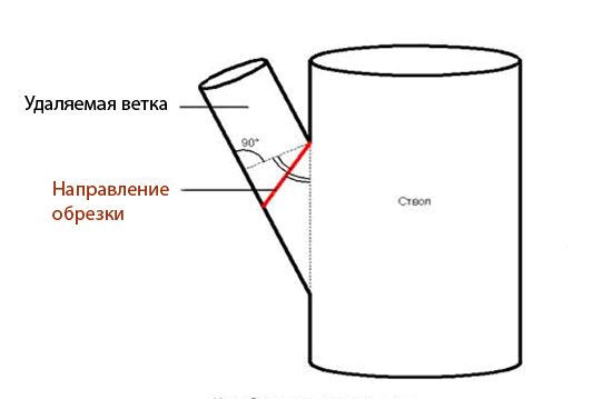 Обрезка деревьев весной для начинающих в картинках пошагово