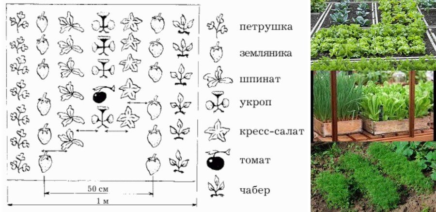 Выращивание зелени