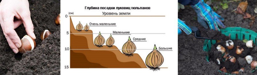 Посадка тюльпанов весной