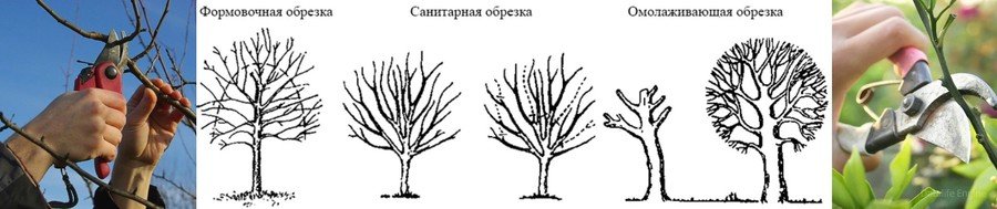 Обрезка плодовых деревьев