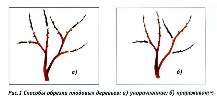 Способы обрезки плодовых деревьев