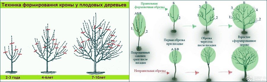 Формирование кроны деревьев