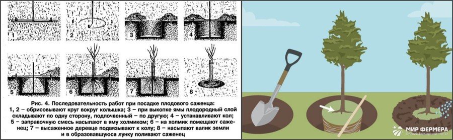 Как посадить грушу