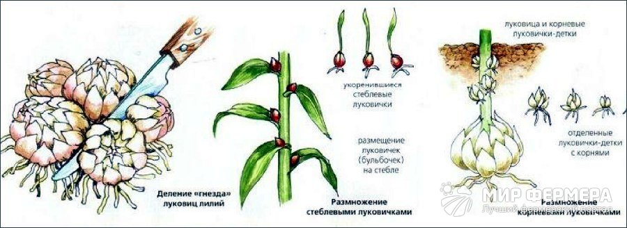 Размножение лилий луковицами