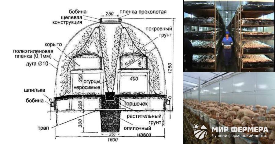 Как выращивают белые грибы