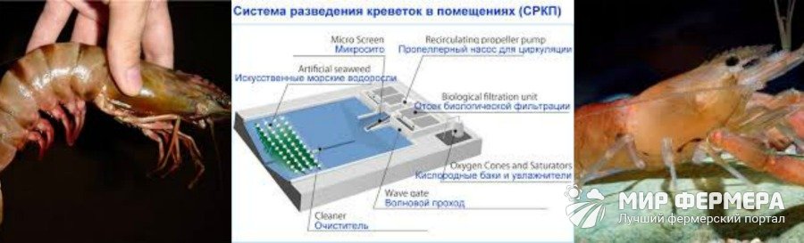 Разведение креветок в домашних условиях