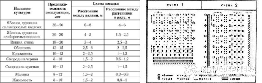 Схема посадки плодово-ягодных деревьев