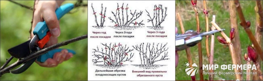 Обрезка кустарников весной