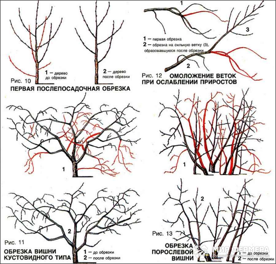 Обрезка вишни летом