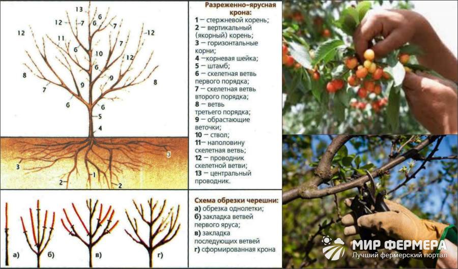 Особенности обрезки черешни