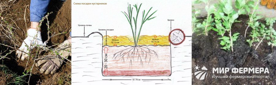 Посадка крыжовника осенью