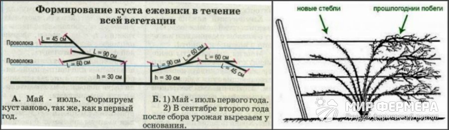 Обрезка ежевики весной схема