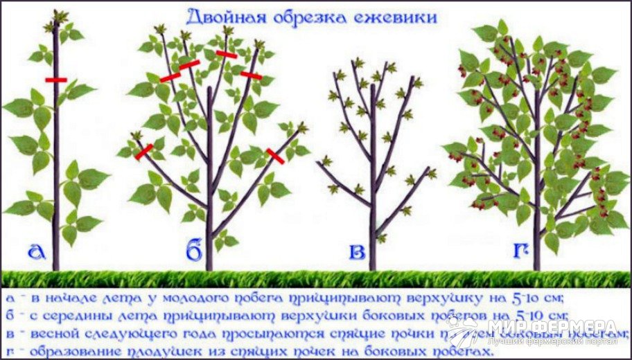 Обрезка бесшипной ежевики