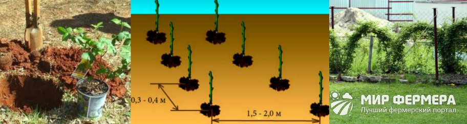 Как посадить ежевику