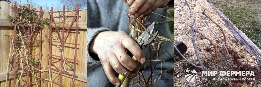 Как подготовить клематис к зиме