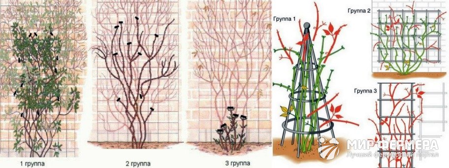 Группы обрезки клематисов