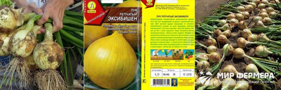 Голландский лук Эксибишен