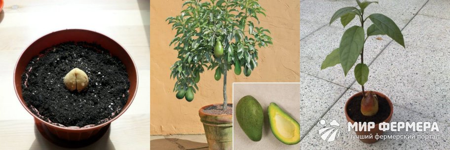 Условия выращивания авокадо