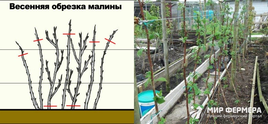 Обрезка и подвязка малины