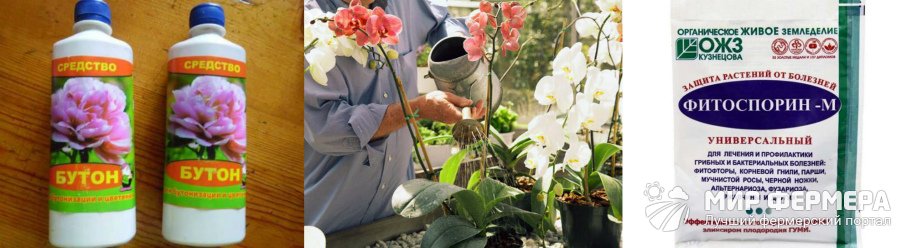 Чем можно поливать орхидею