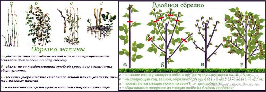 Как ухаживать за ремонтантной малиной осенью. Схема обрезки малины осенью. Обрезка малины осенью. Обрезать малину осенью правильно. Осенняя обрезка малины пошагово.