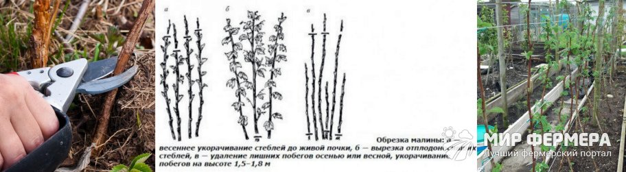 Обрезка малины