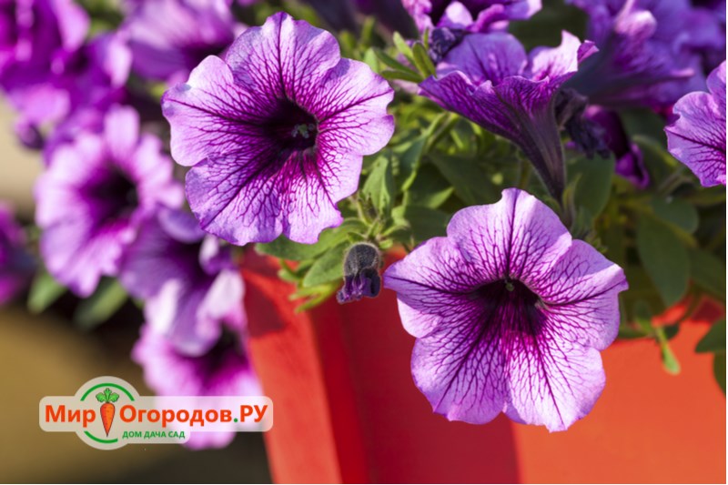 Petunia Multiflora